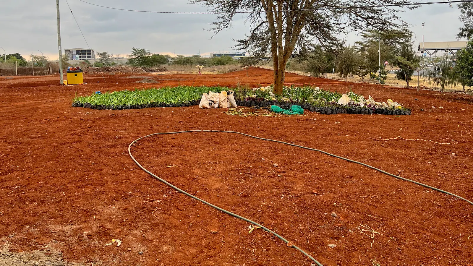 An acacia ringed by new planting and an irrigation line