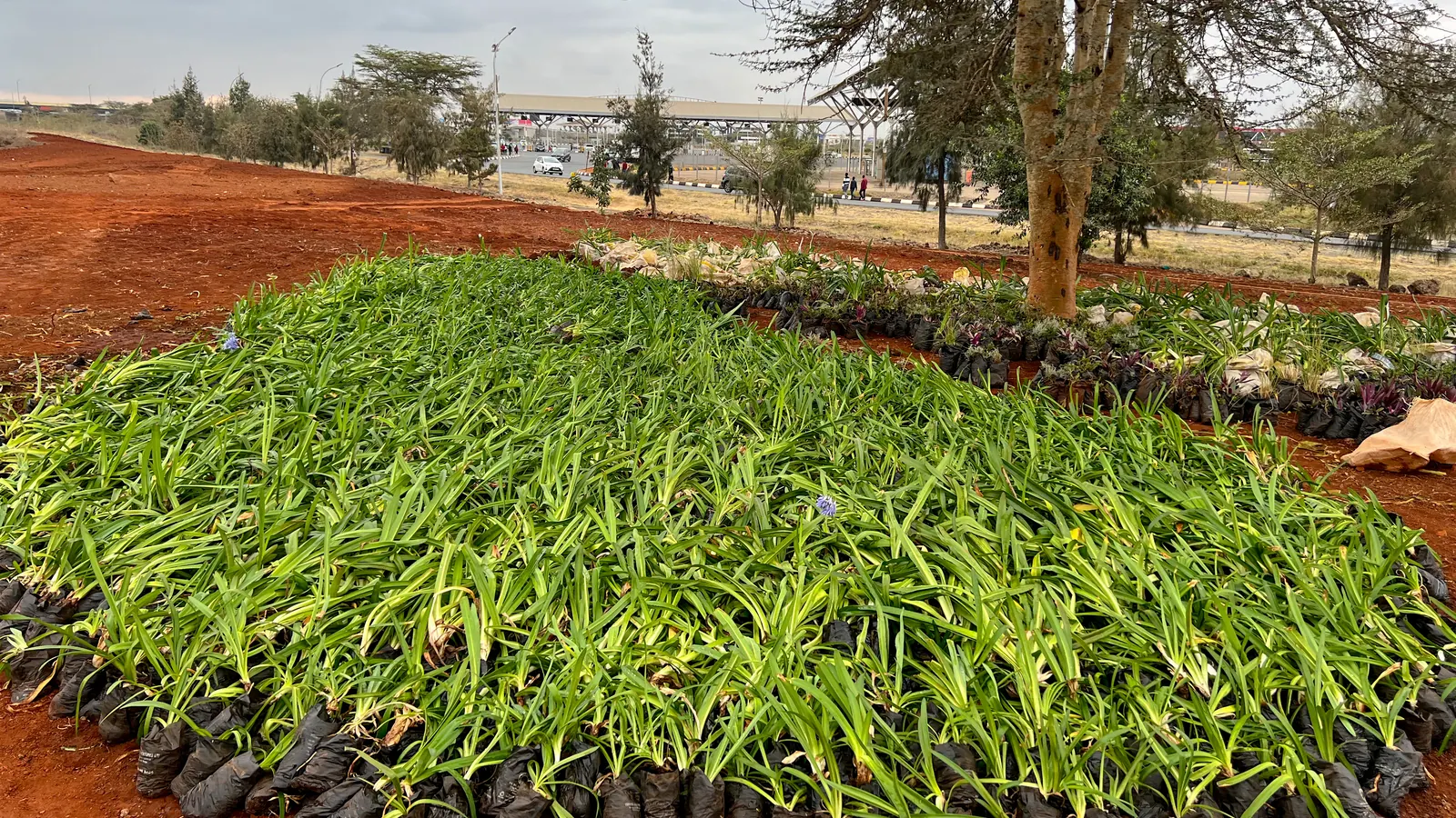 Trays of young plants from the nursery, ready to go in