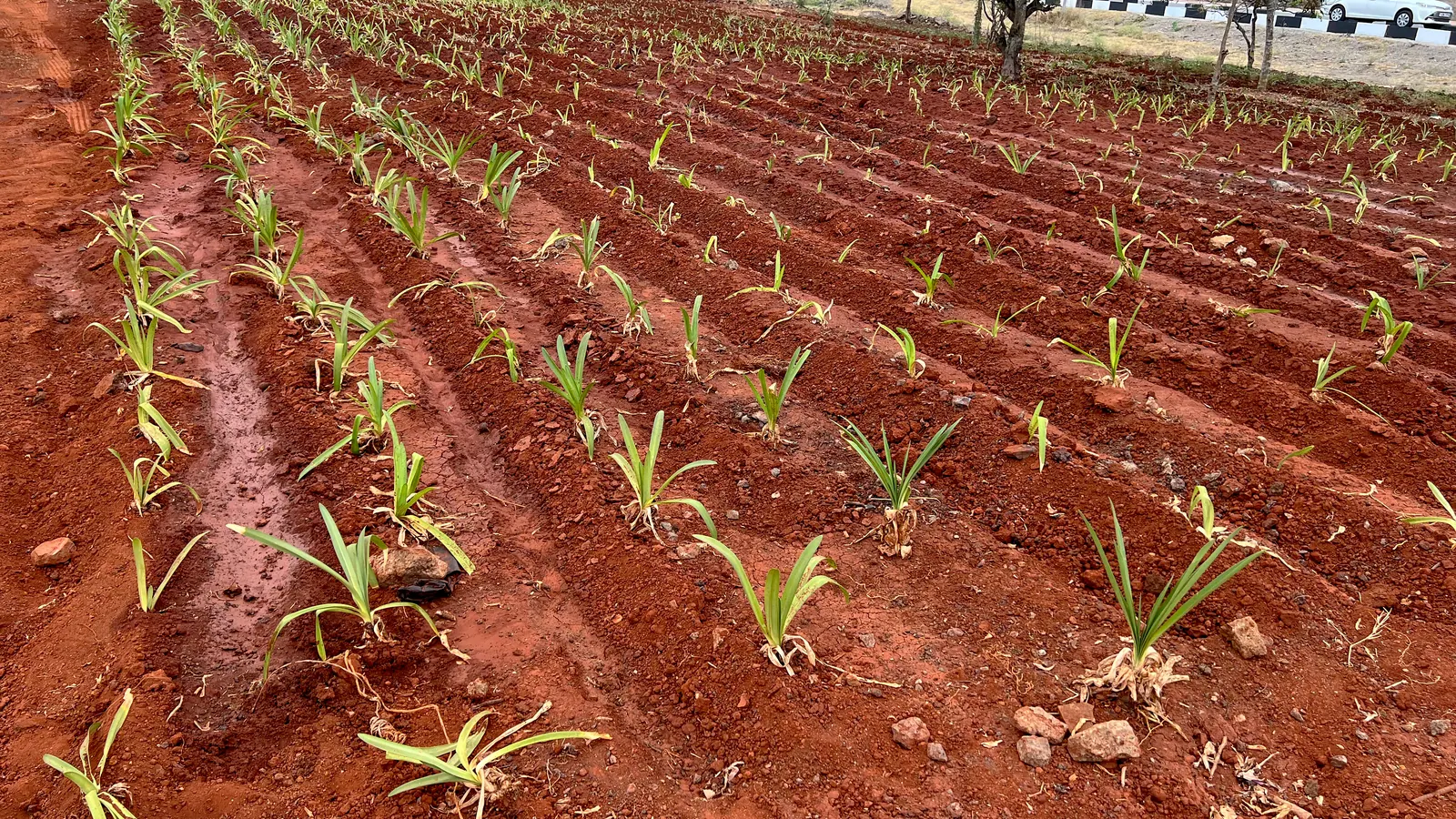 Young plants set out in long rows in the red soil