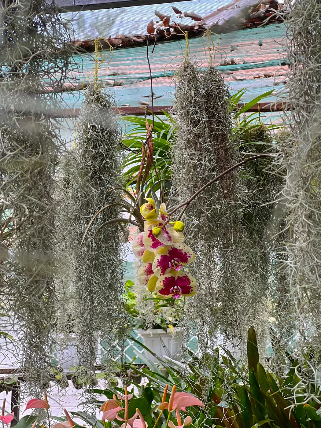 Spanish moss and a flowering orchid in the nursery shade house