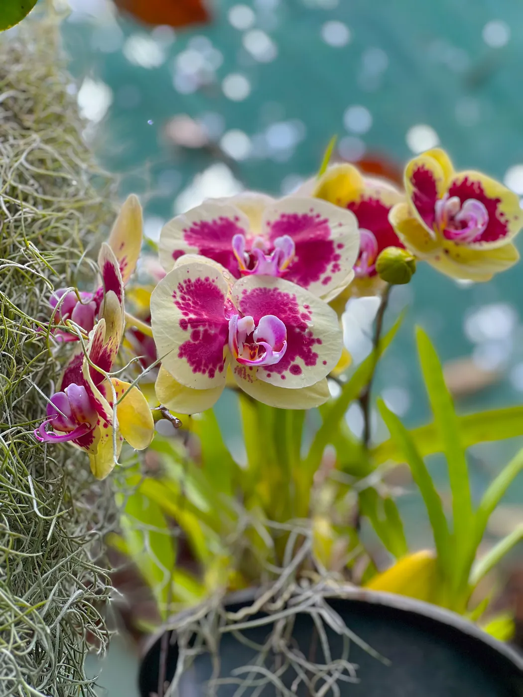 Yellow and magenta moth orchids in the nursery