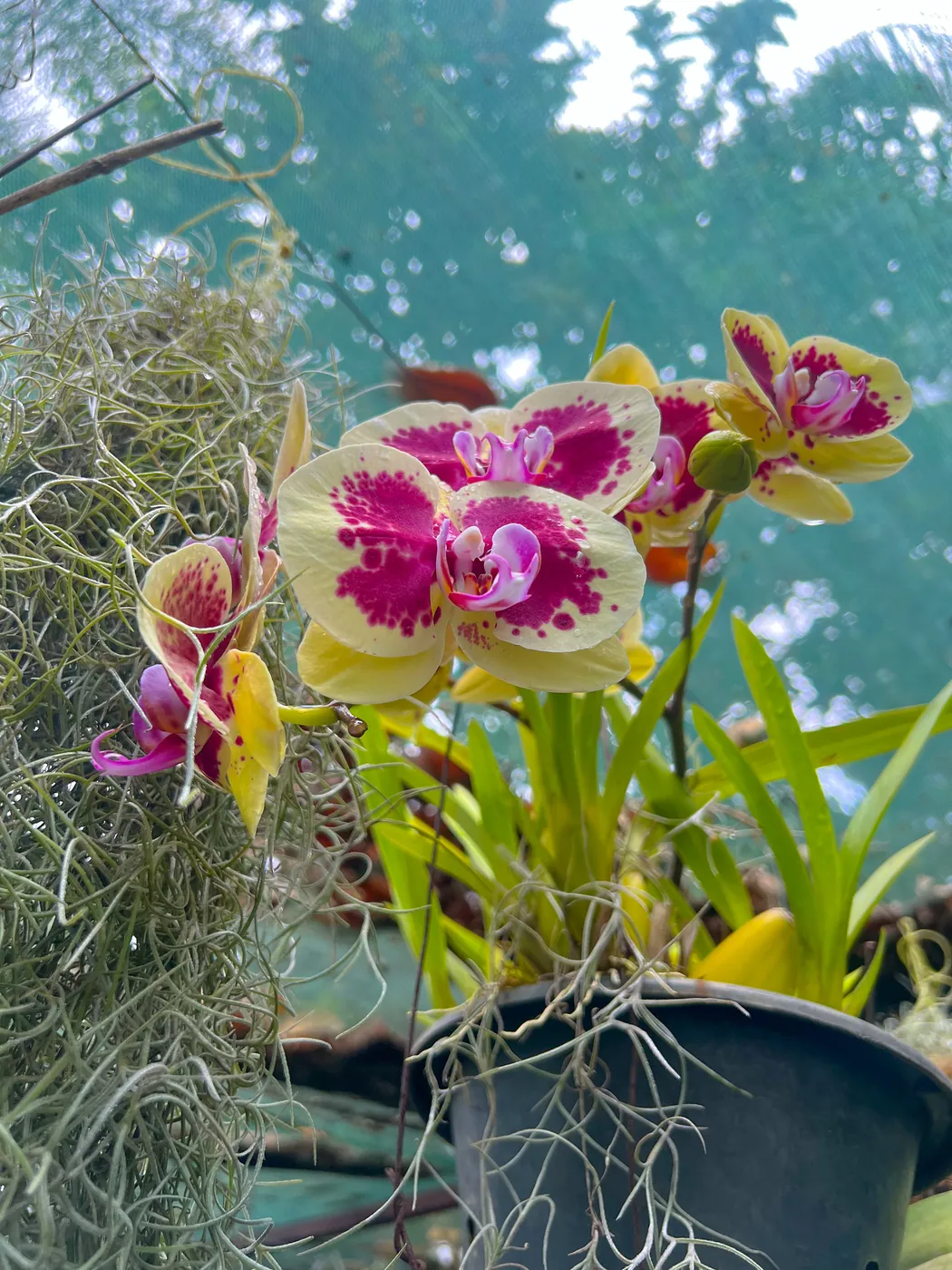 Potted moth orchids with bright yellow and magenta flowers