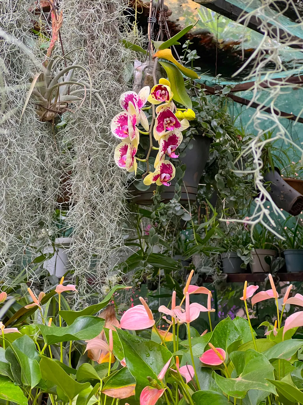 Orchids among hanging Spanish moss