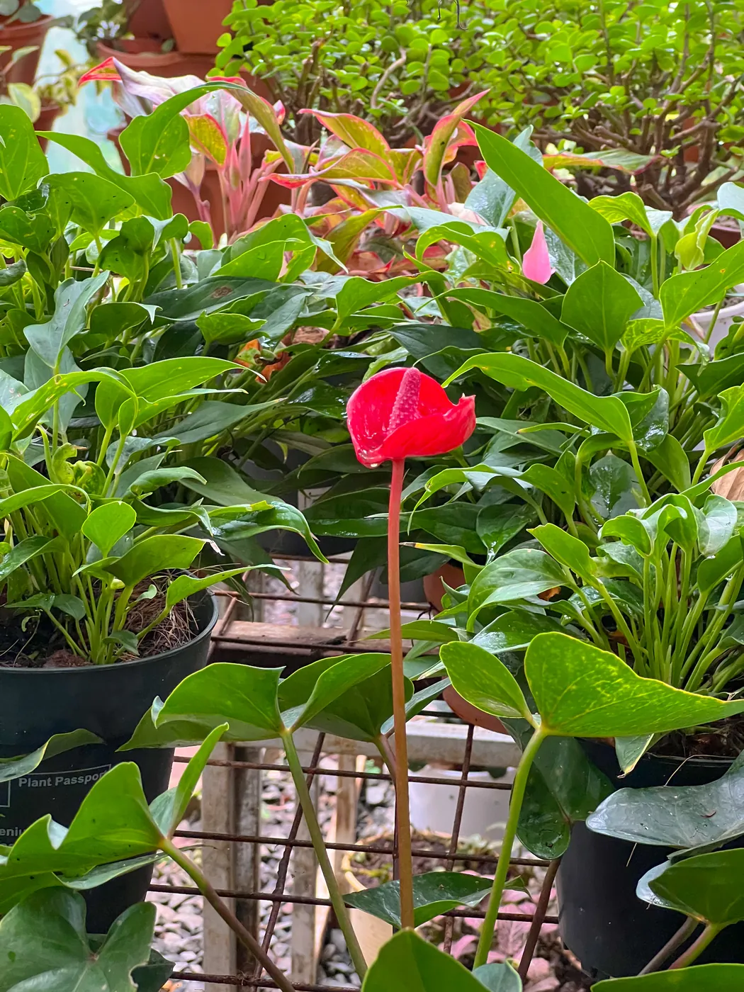 Red anthurium among potted foliage plants