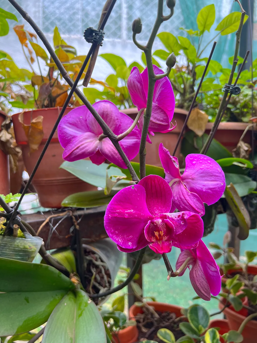 Magenta orchid flowers