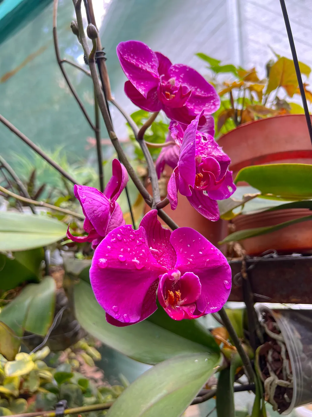 Magenta moth orchids on the bench