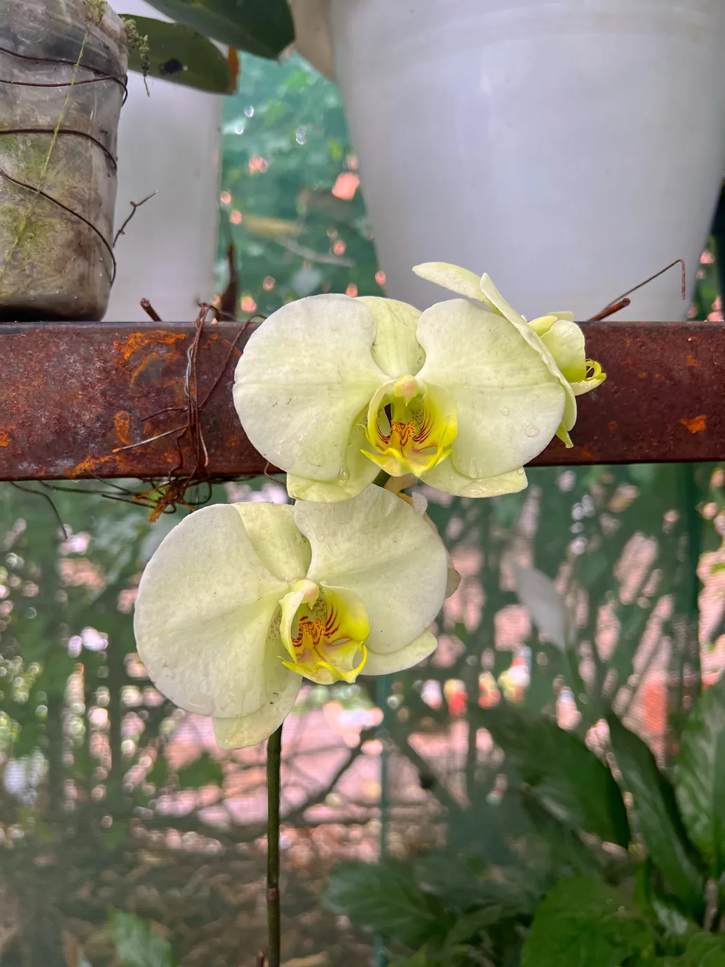 Pale yellow moth orchid