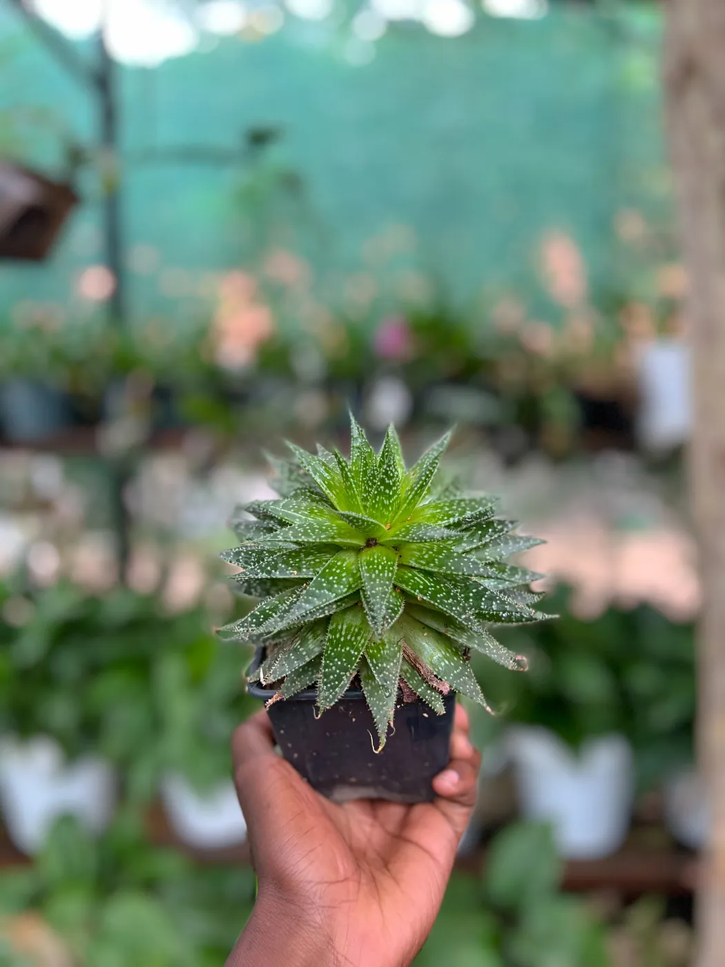 A small potted succulent held up for a closer look