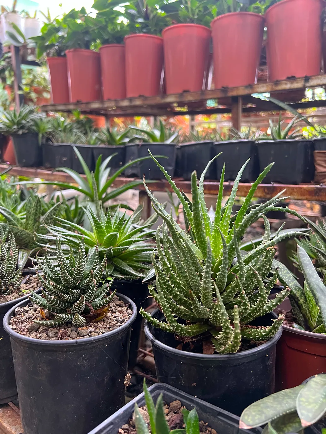 Potted succulents and aloes on the nursery bench