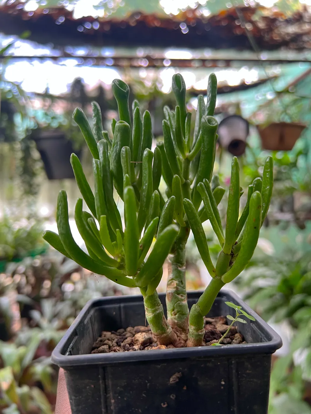 A potted succulent with finger-like leaves