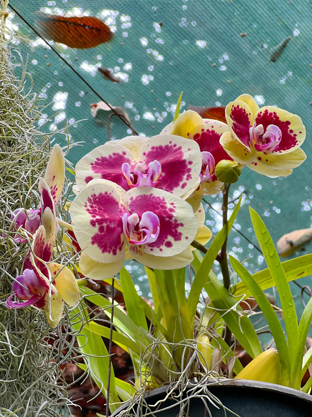 Yellow and magenta moth orchids in bloom