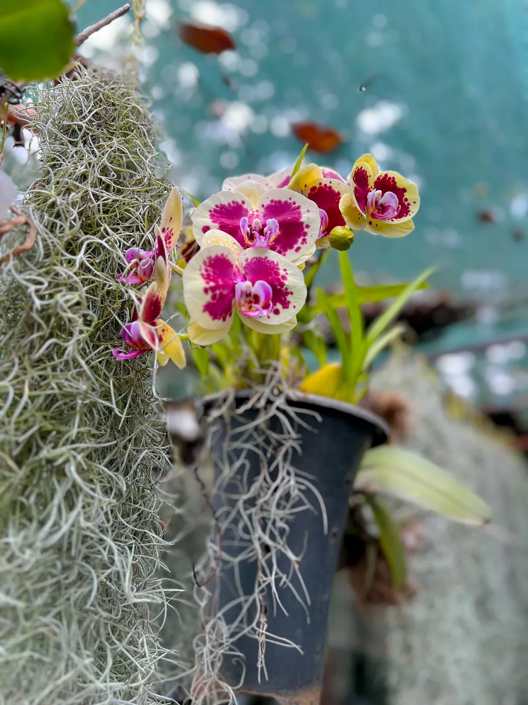 A potted moth orchid beside hanging Spanish moss