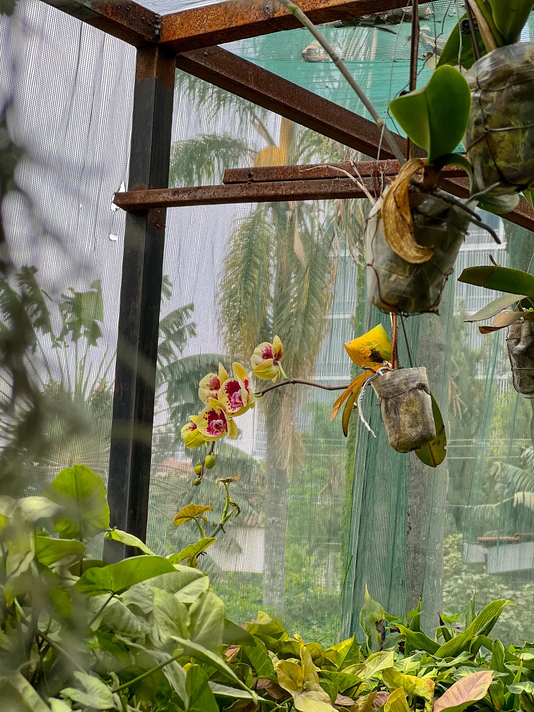 An orchid spike in the nursery shade house