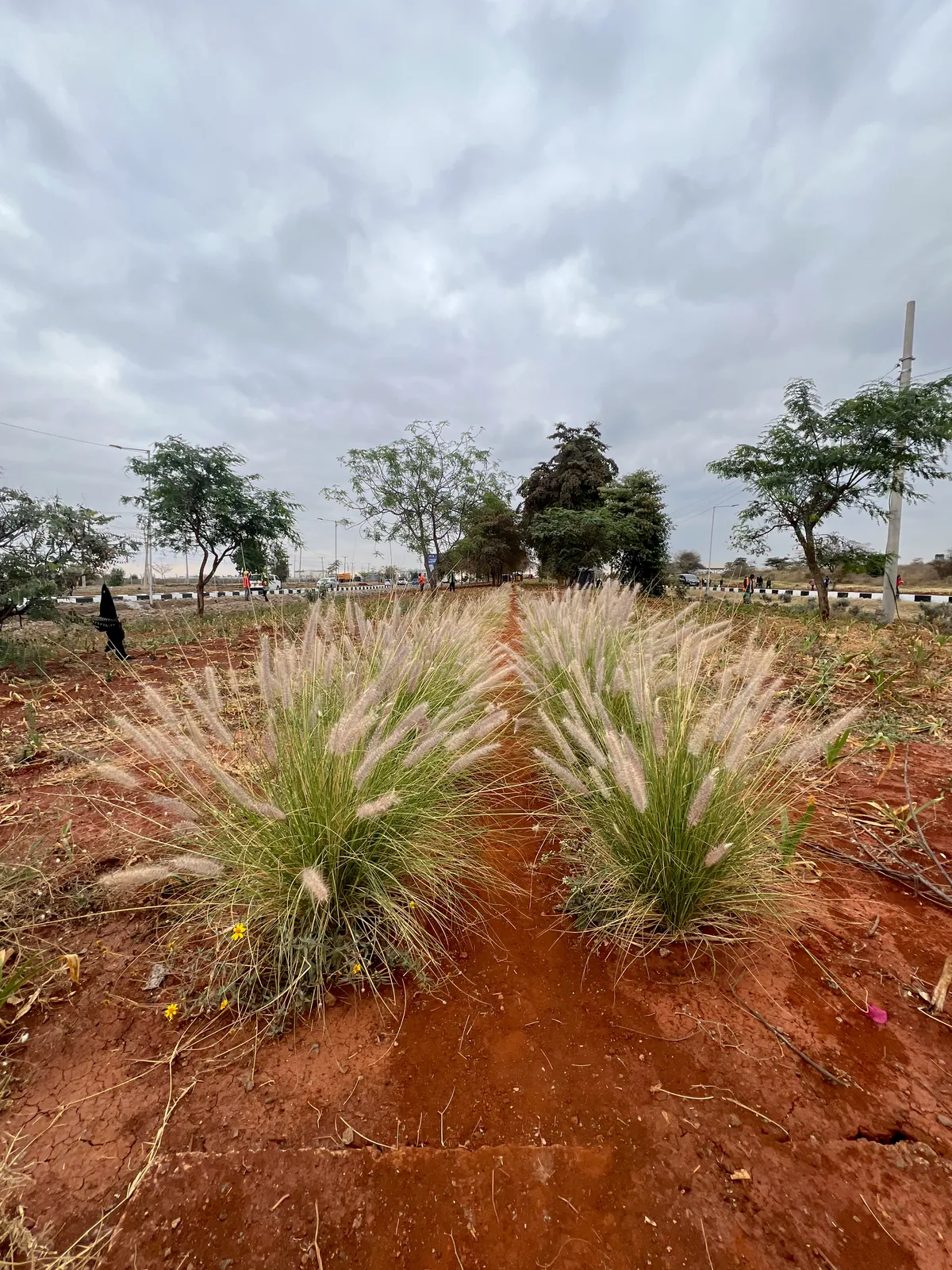 Ornamental grasses established in the red soil