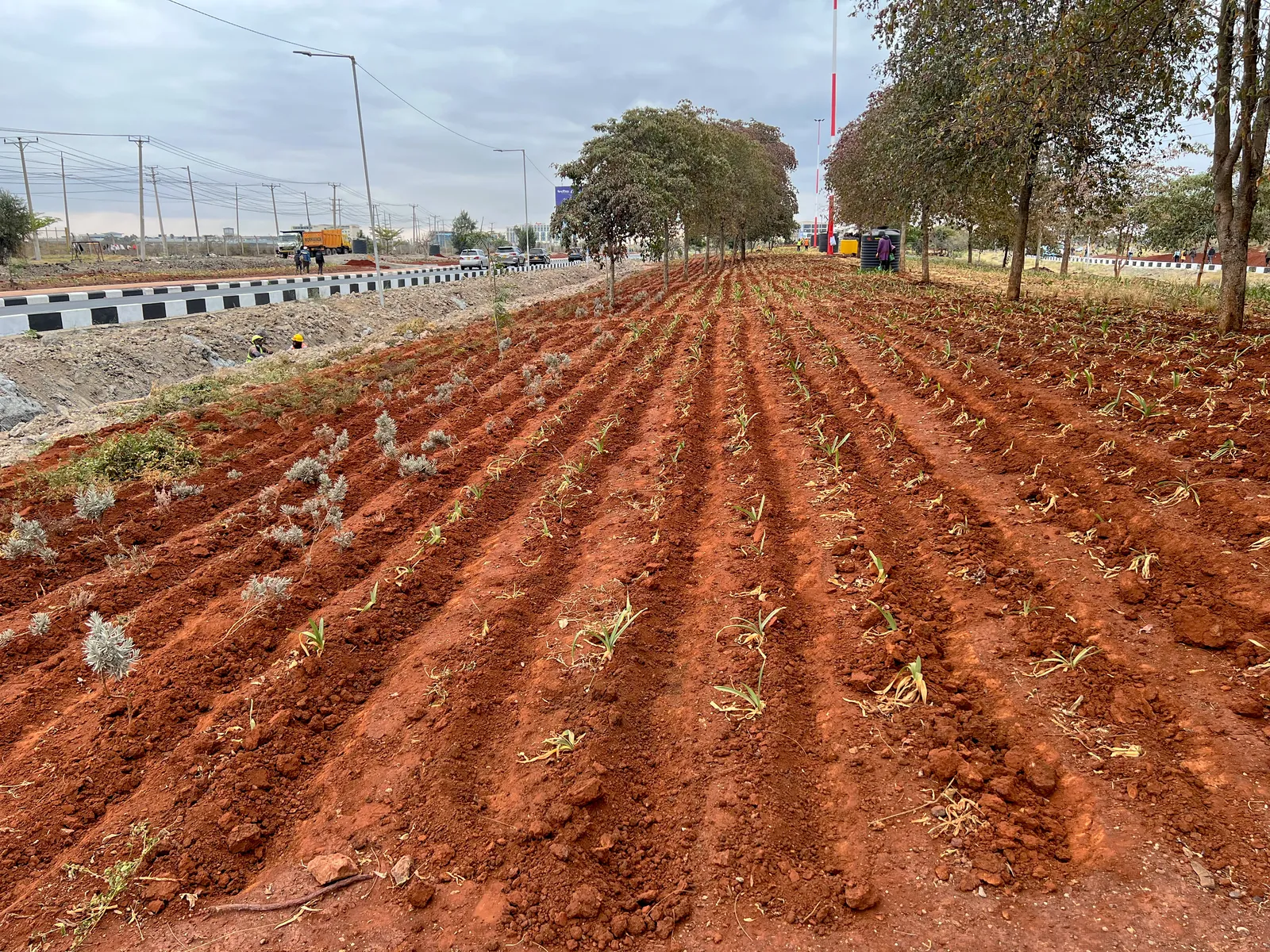 Long planting rows laid out along the JKIA approach road