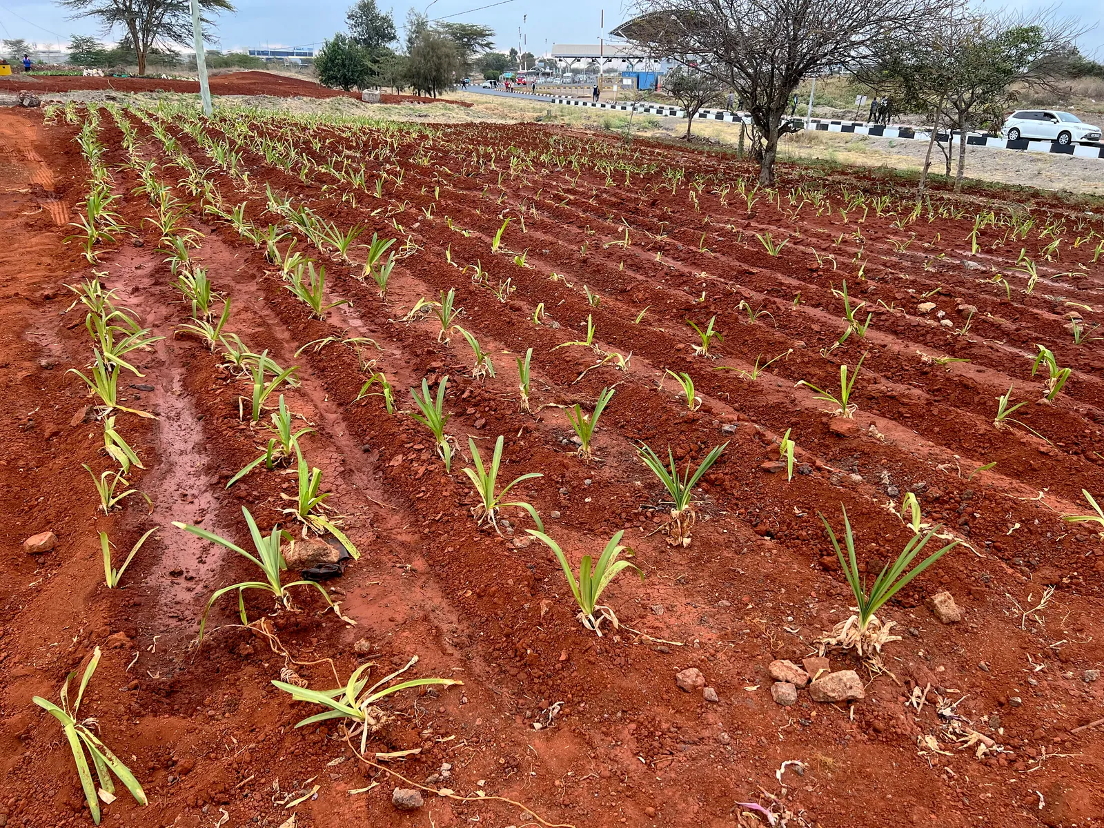 Young plants set out in rows across the bed