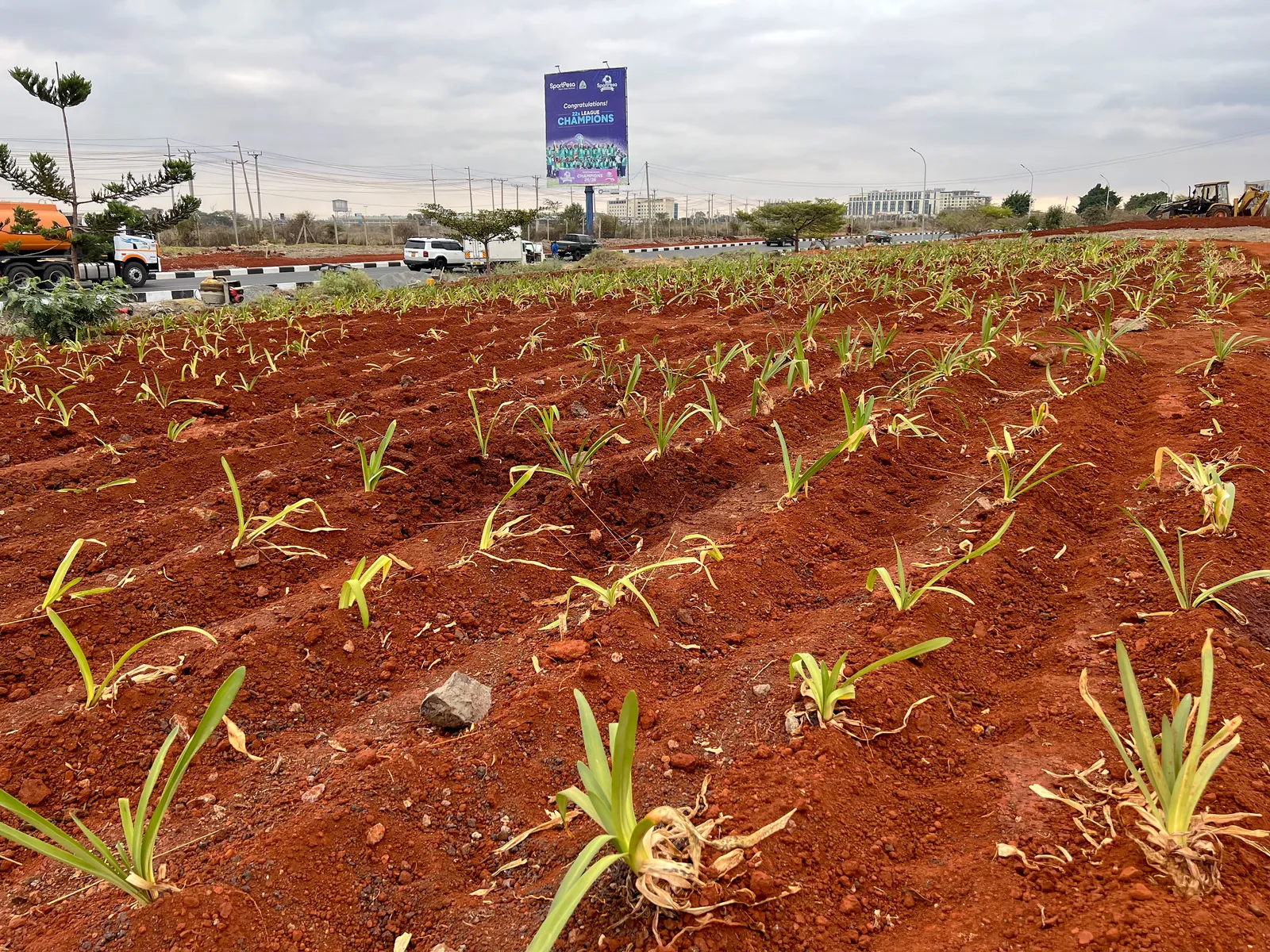 Planted rows with the airport road beyond