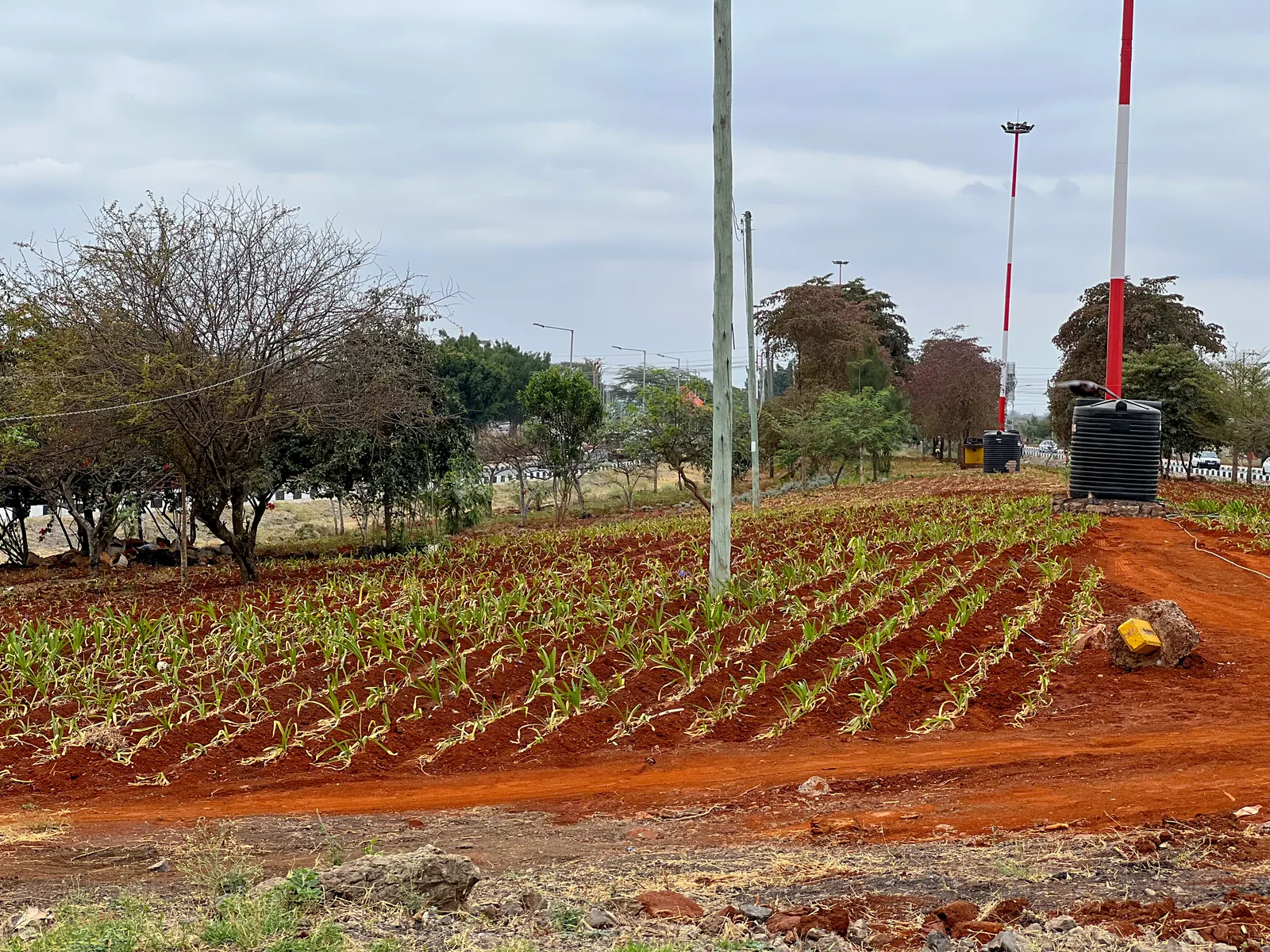 New planting beds along the JKIA approach road beneath the runway lights