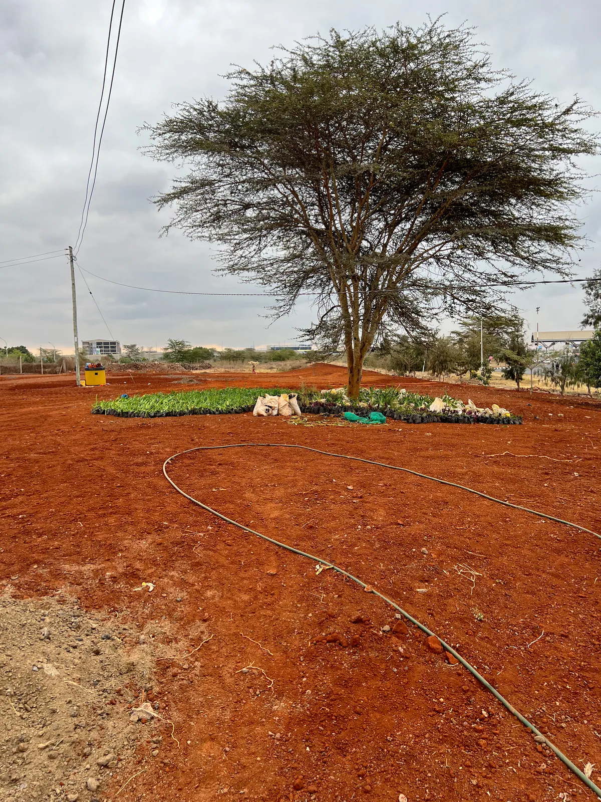 An acacia ringed by new planting and irrigation line on the JKIA approach