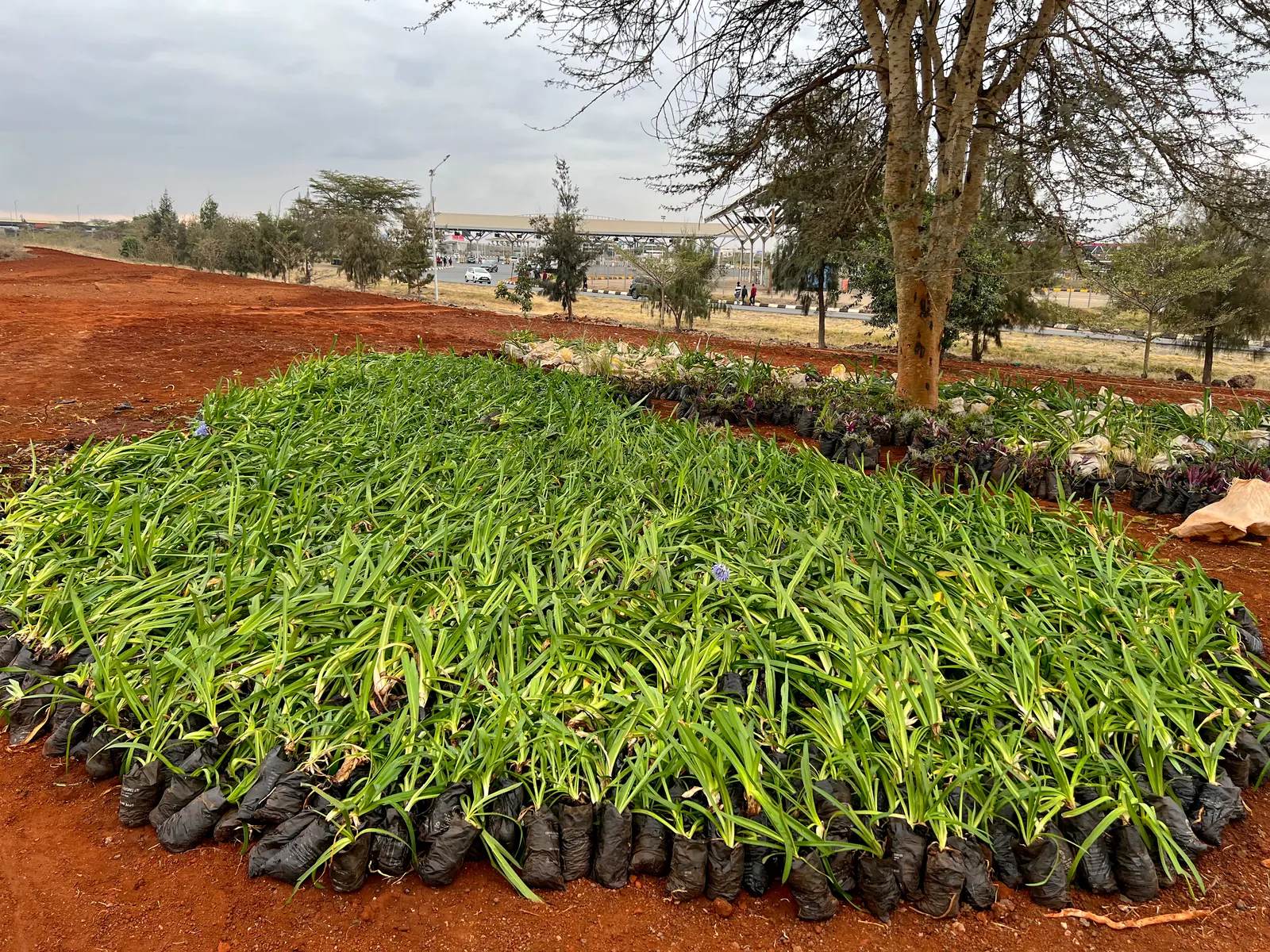 Trays of young plants from the nursery, ready to go in