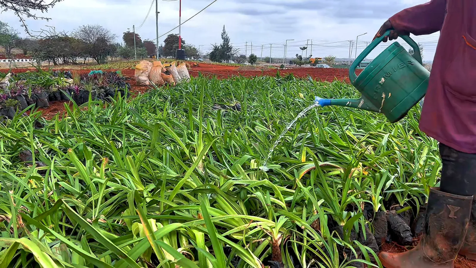 Watering trays of young plants before they go into the beds