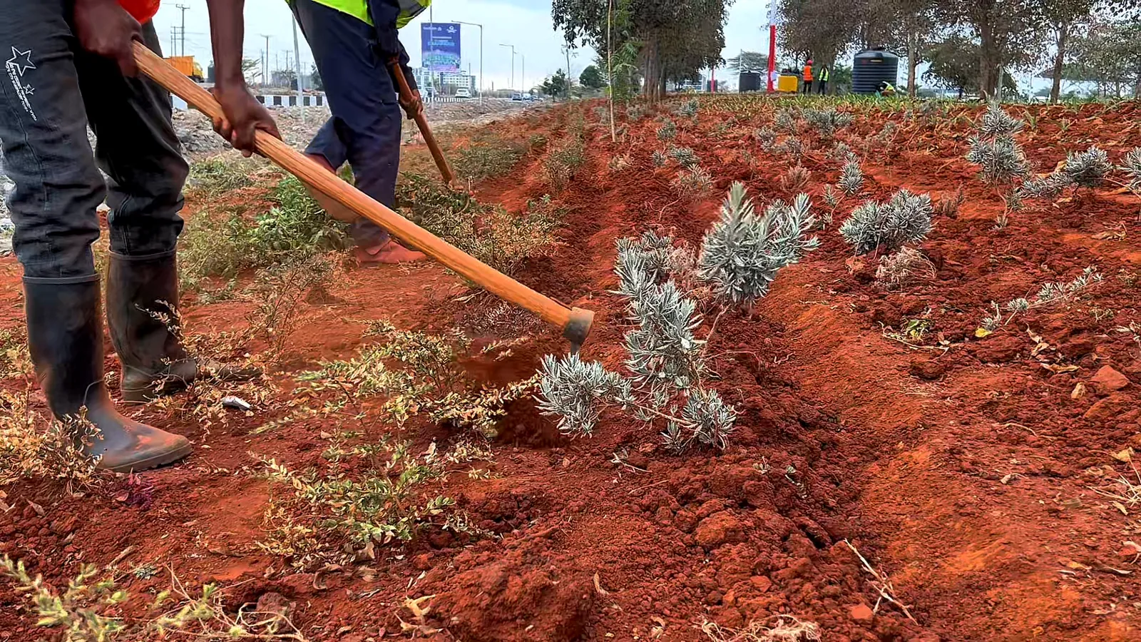 Working the soil between newly planted silver shrubs