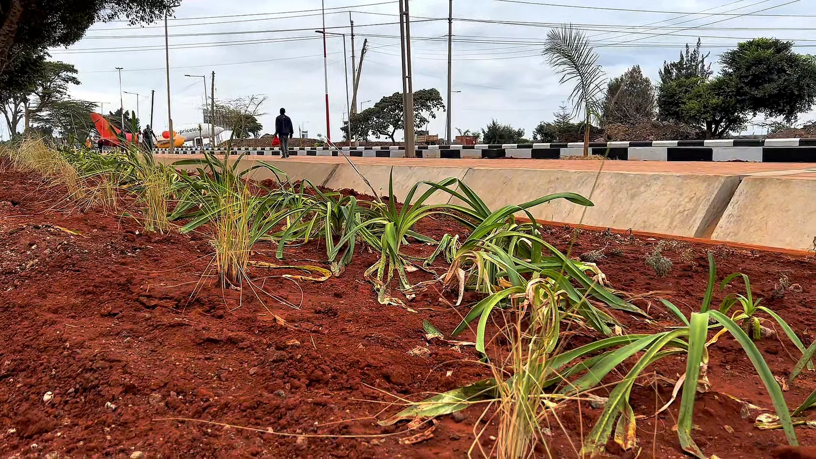 New planting along the concrete edge of the approach road