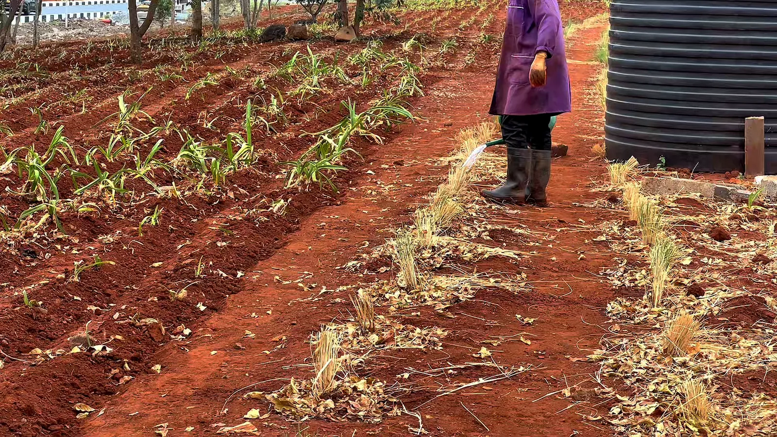 A team member walking between freshly planted rows