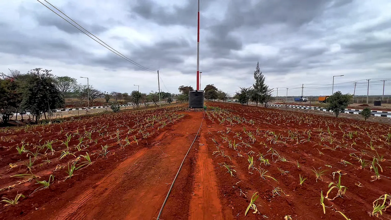 Planted rows either side of an irrigation line